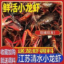 清水养殖鲜活小龙虾中青中红青壳虾红壳虾新鲜水产批发1斤3斤5斤