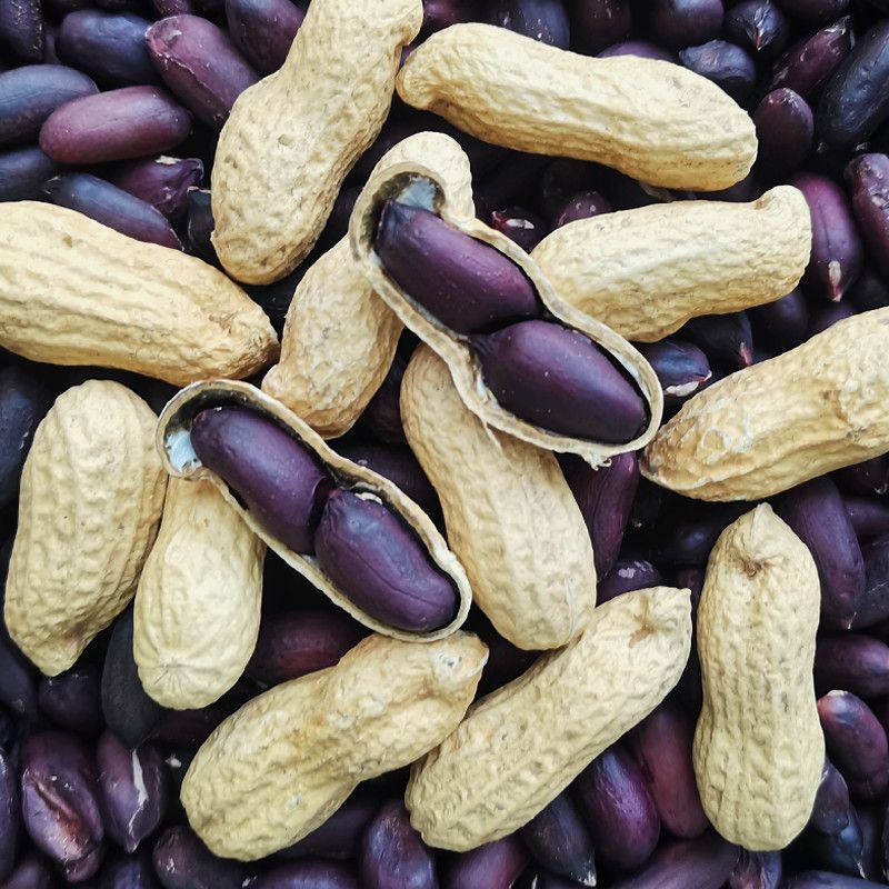 带壳富硒黑花生山东生花生新鲜晒干高产种子干花生新货黑皮花生米-阿