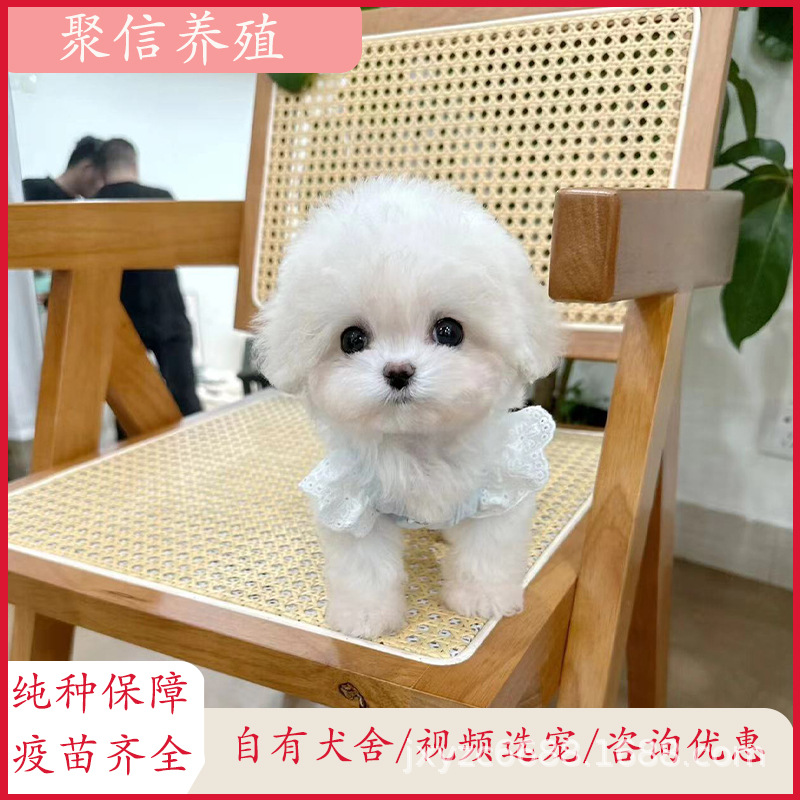 纯种比熊犬活物幼崽双血统小体长不大比熊幼犬活体狗狗-阿里巴巴