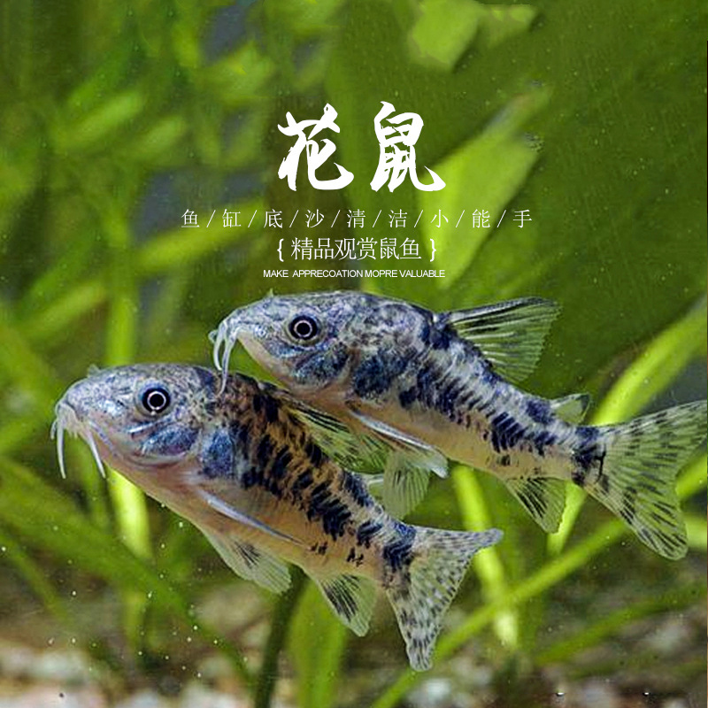 花椒鼠鱼活体 花老鼠底栖鱼 水族世界清洁宠物热带观赏鱼包活批发