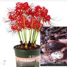 花红如火 花海艳丽夺目 种植一次 年年赏花 石蒜种球  多年生石蒜