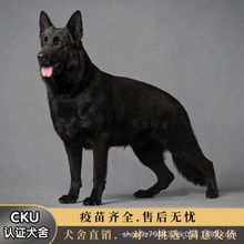 纯种东德牧羊犬幼犬活体狗狗大型东德工作犬护卫犬纯黑色东德小狗