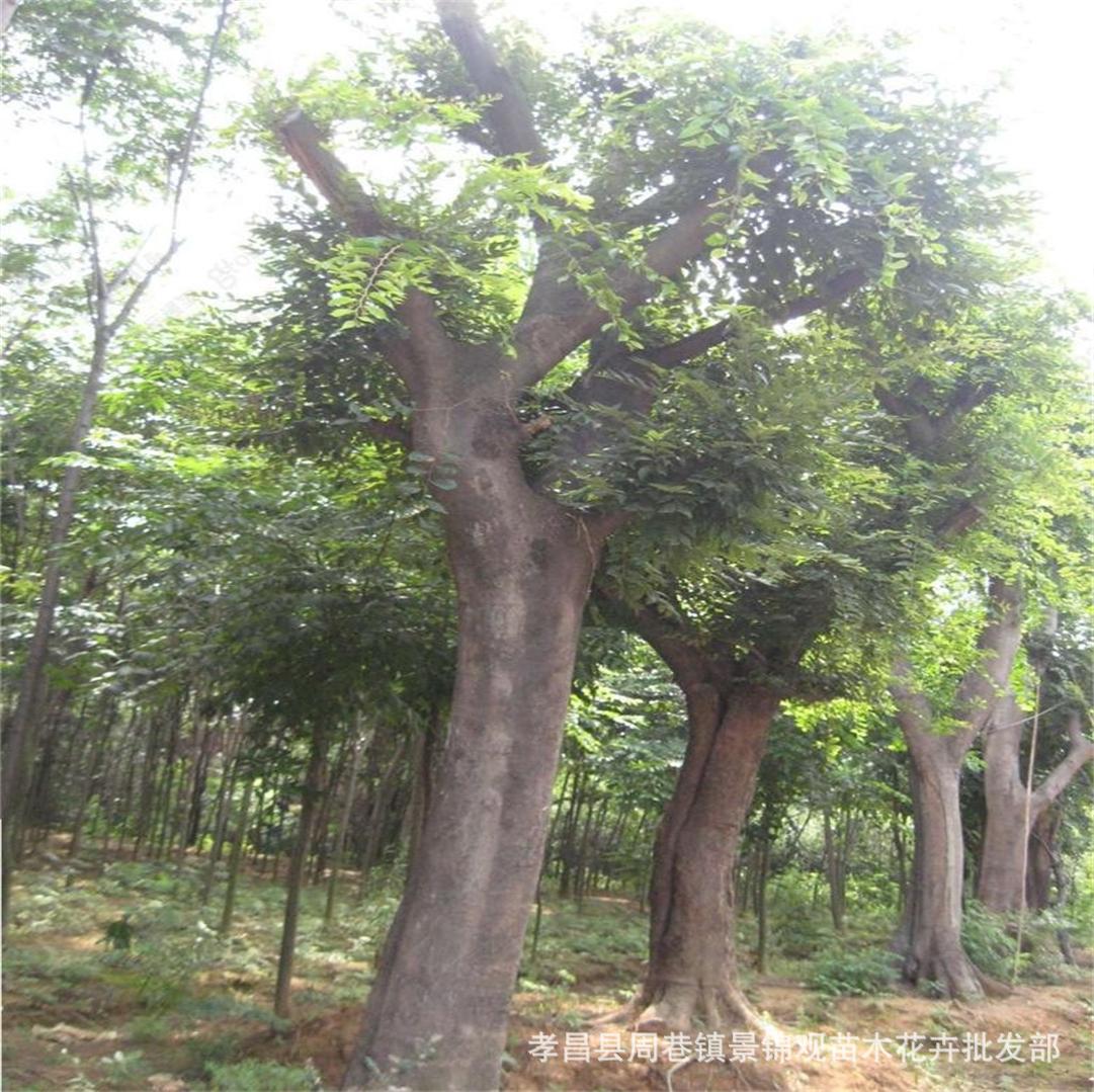朴树大量销售 原生朴树20-40公分移植大骨架带冠批发价格-阿里巴巴