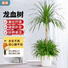 龙须树大型绿植多头龙血树龙铁树发财树室内客厅盆栽花卉植物盆景