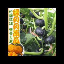 迷你小绿贝贝南瓜种子高产日本进口板栗蔬菜四季苗香甜春秋种籽孑