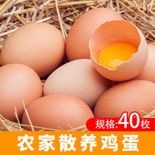 土鸡蛋新鲜批发价孕妇月子营养农家山林散养柴鸡蛋早餐笨鸡蛋