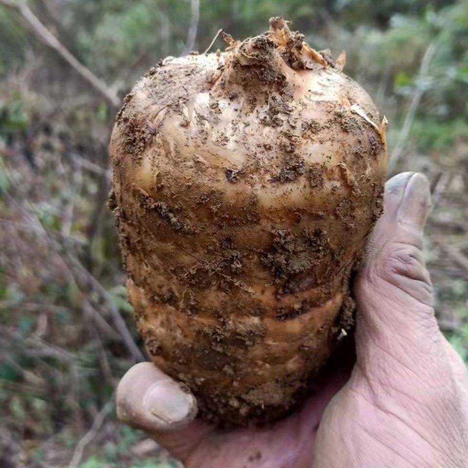 云南昭通小草坝防野生种植的新鲜天麻药食同源食品酒水食用农产品
