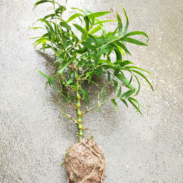 观赏竹子佛肚竹盆景米竹罗汉竹状如佛肚室内植物盆栽庭院种植趣味