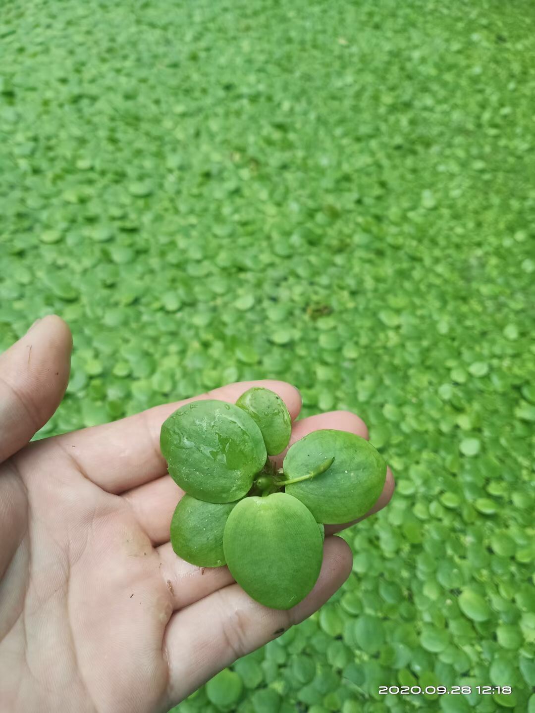 水芙蓉大叶浮萍长须浮萍豹纹圆心萍红毛丹观赏漂浮水草批发小自苒