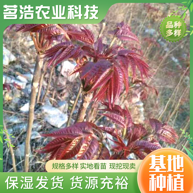 庭院四季当年红油香椿苗 基地批发大棚食用香椿树苗