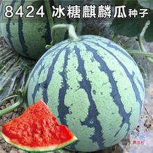 8424麒麟无籽西瓜种子籽大高产巨型甜王阳台四季蔬菜小水果种孑