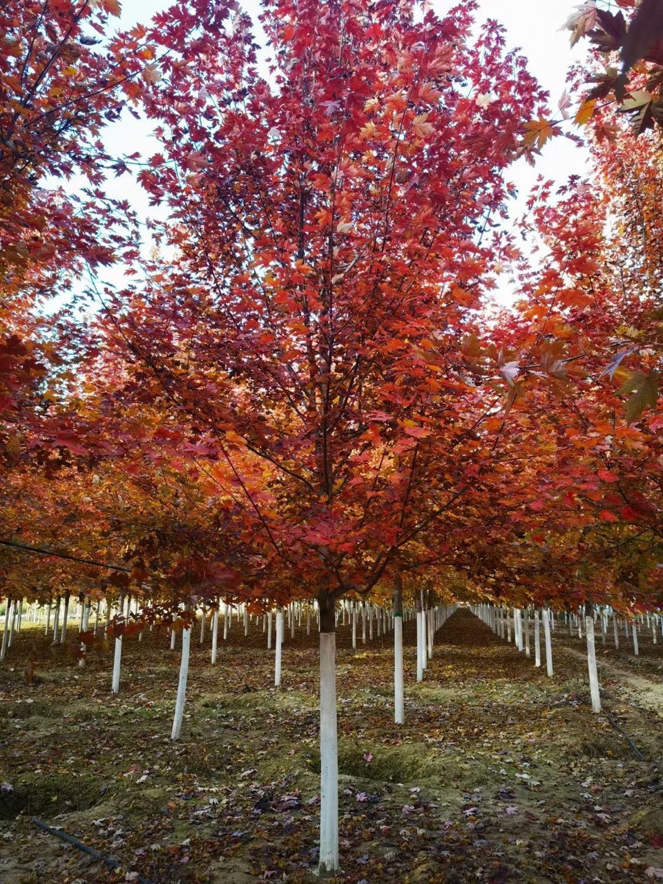 东北耐寒彩叶乔木 美国红枫秋火焰 红枫树苗产地批发-阿里巴巴