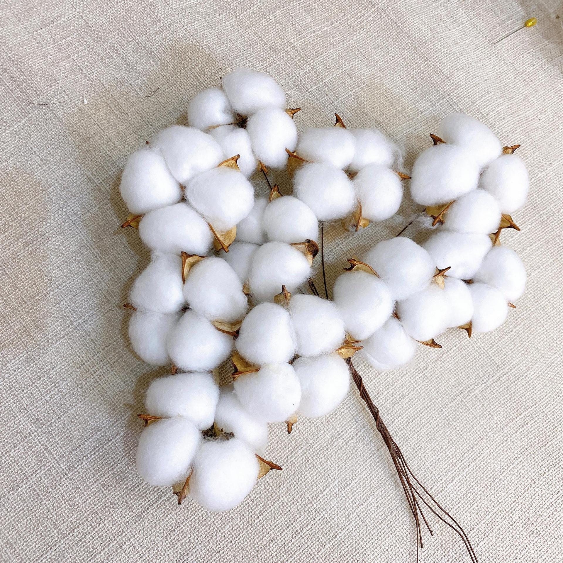 天然干棉花真棉花头干花树枝永生花diy花束摆件蛋糕装饰圣诞配饰