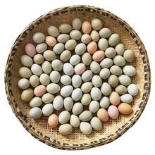 土鸡蛋农家鸡蛋批发价乌鸡蛋新鲜鸡蛋土鸡蛋鸡蛋虫蛋