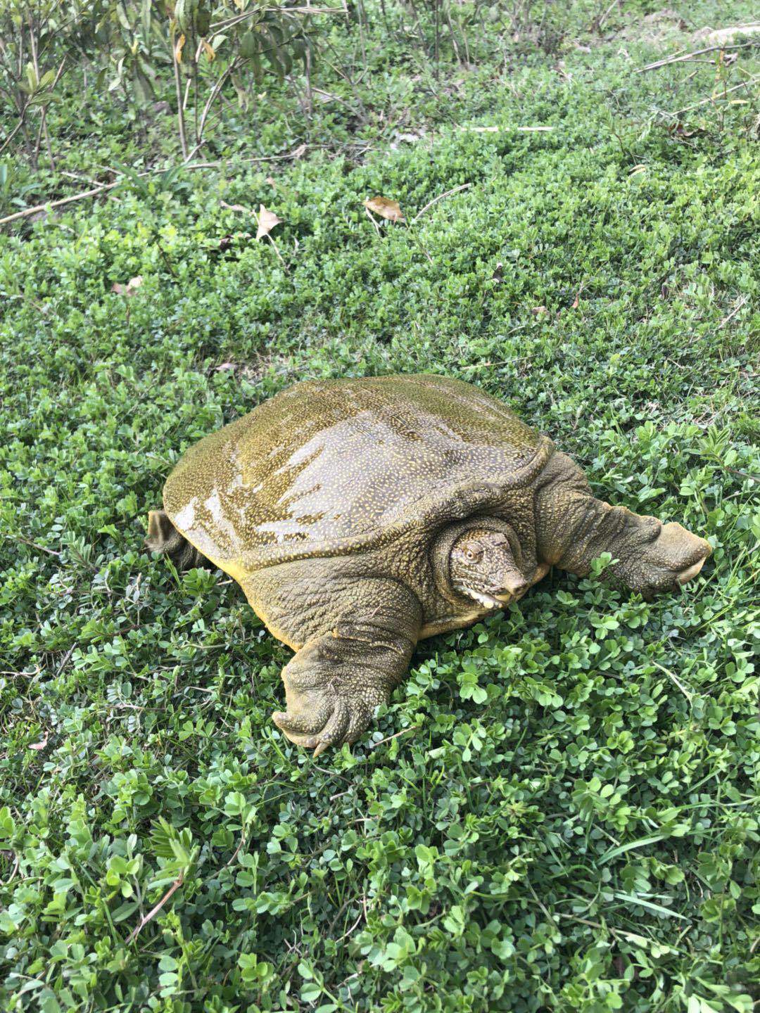 滋补甲鱼苗活体水鱼团鱼海鲜生鲜活水产王八散养中华鳖5斤批发