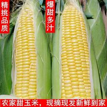 广西农家现摘新鲜甜玉米水果玉米脆甜多汁玉米棒子2斤5斤10斤批发