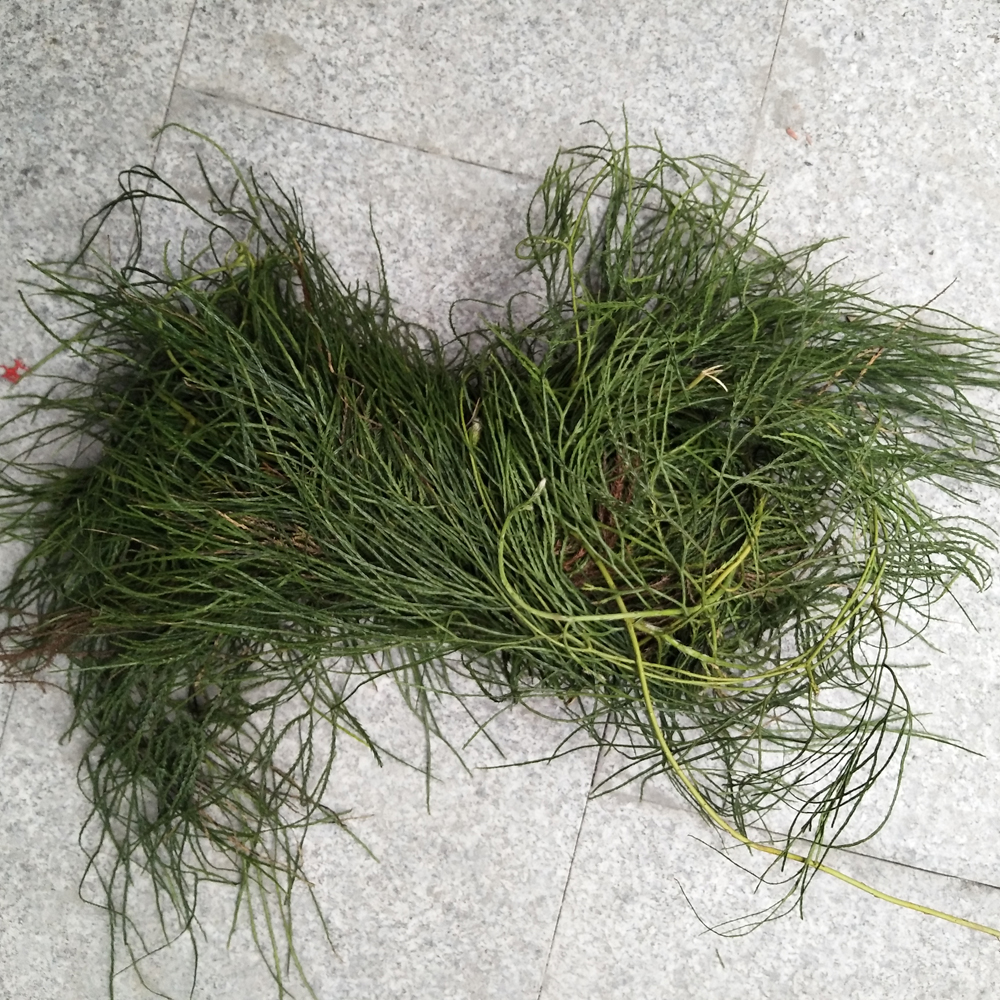 马尾千金草马尾伸筋草材干货大舒筋草泡澡泡脚鲜飞龙500g-阿里巴巴