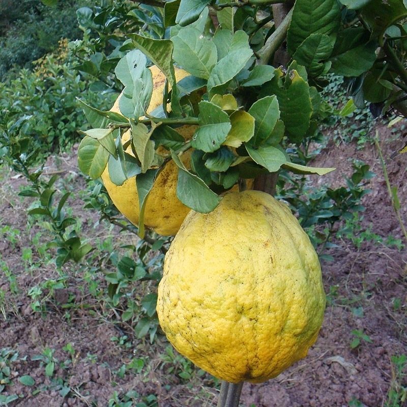 云南香橼圆果新鲜香橼果农家特产鲜果枸橼供果泡水现摘现发2-8斤