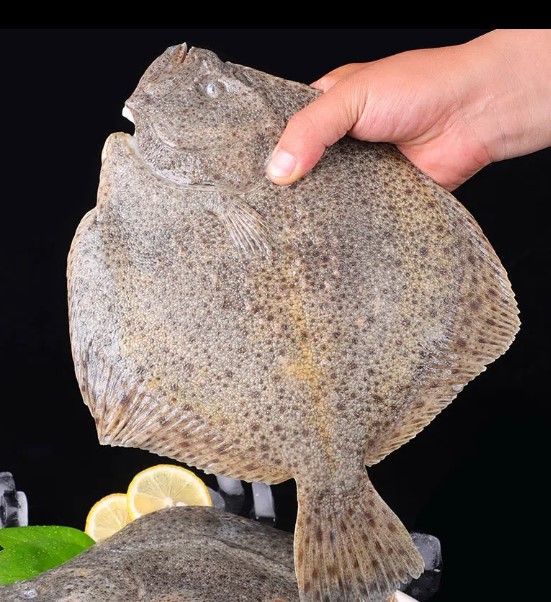 顺丰包邮 鲜活多宝鱼新鲜比目鱼大菱鲆野生海鲜鱼类批发水产冷冻