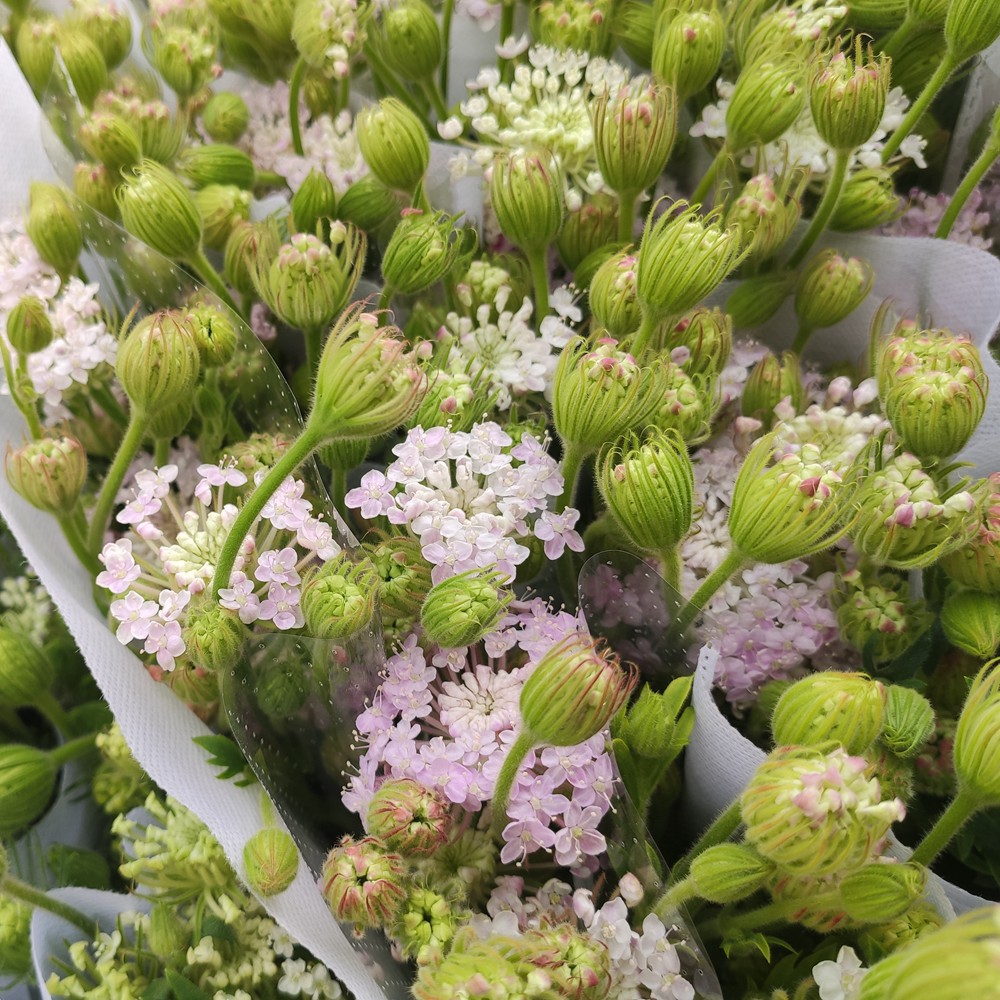 开业花篮鲜切花