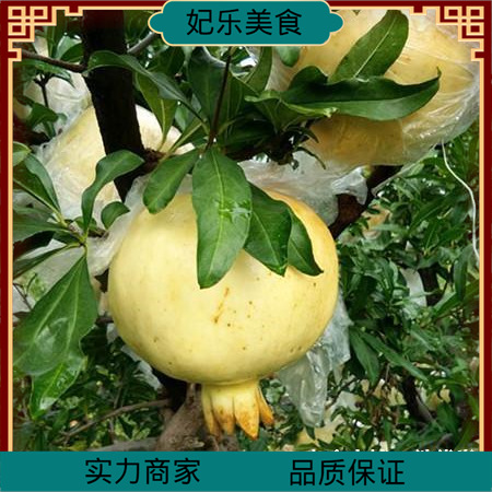 安徽怀远白石榴 白花白皮白玉石籽石榴 特产水果10斤