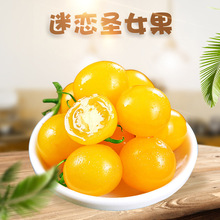 山东潍坊迷恋圣女果3/5斤新鲜小洋柿子农家蔬菜水果黄金小西红柿