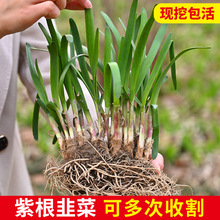 红根韭菜根600颗食用阳台新品种新苗蔬菜盆春天蔬菜苗800颗小叶秋