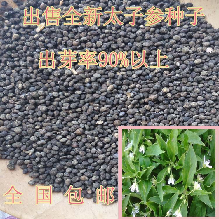 散装出售 太子参种子 孩儿参 童参 双批七 四叶参 米参种子