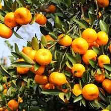 雪杉蜜桔新鲜橘子水果特早熟蜜橘当季无籽黄皮桔子柑桔子水果批发