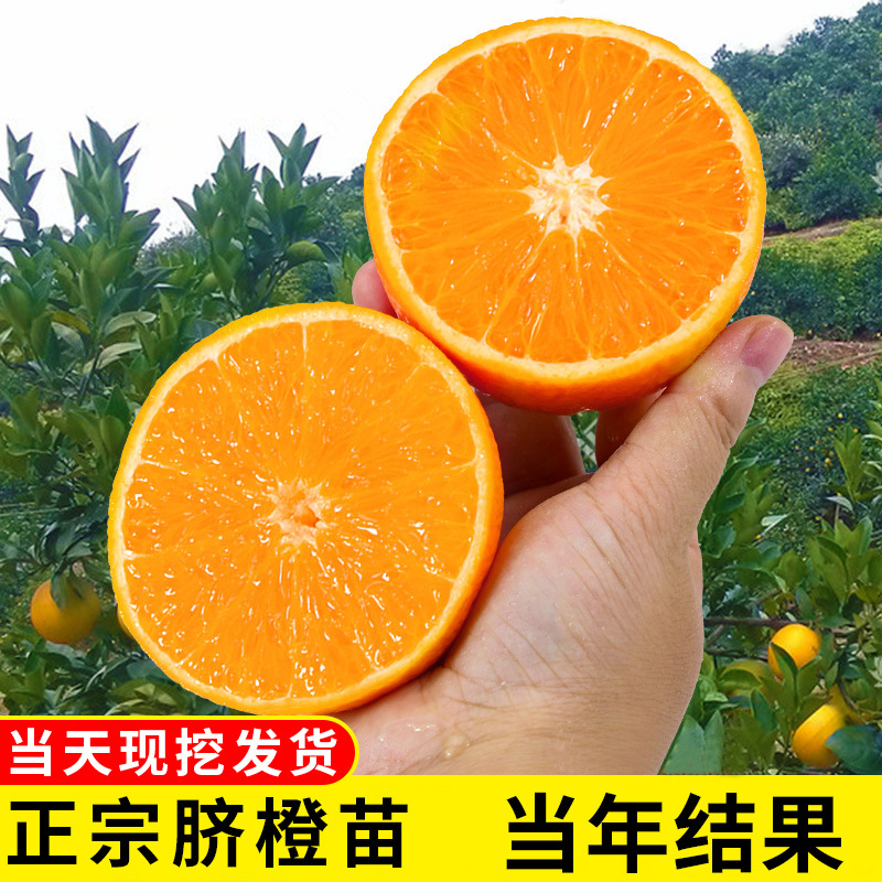 批发赣南脐橙苗嫁接脐橙树苗红心橙子树苗南北方种植地栽盆栽当年