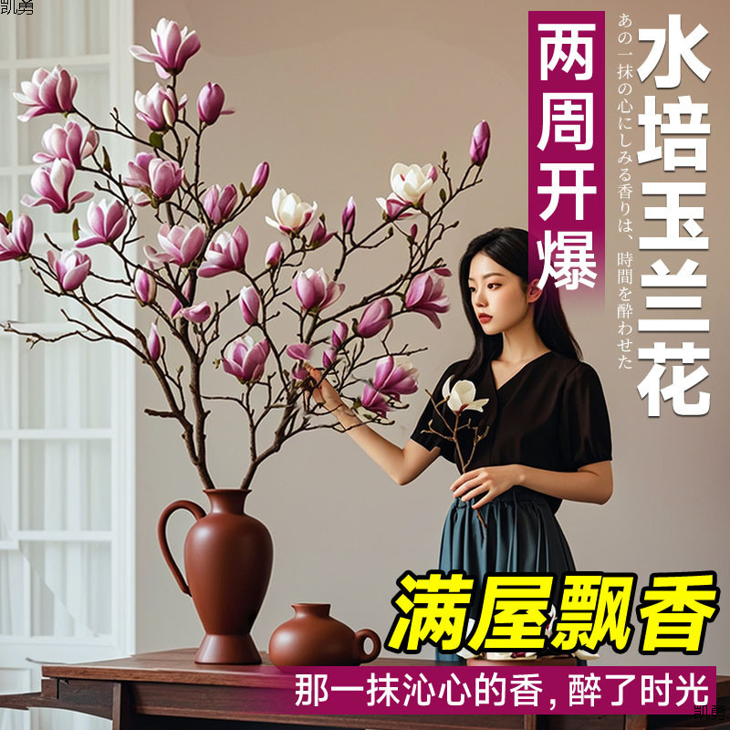 水培玉兰花鲜切枝带花苞腊梅干枝红梅鲜花卉室内好养四季开花植物