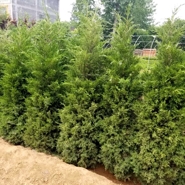 柏科圆柏属常绿乔木.