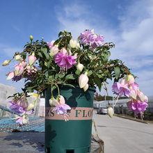 倒挂金钟盆栽 吊钟海棠室内绿植观花花卉灯笼花四季开花垂吊