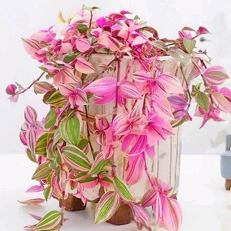 油画婚礼吊兰欧风网红室内盆栽桌面观叶好养四季常绿绿植盆栽包邮