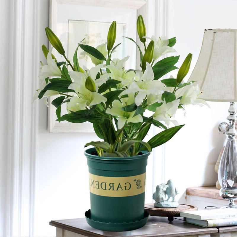 3球香水百合花种球带芽四季花卉室内阳台绿植物盆栽百合花苗种子.