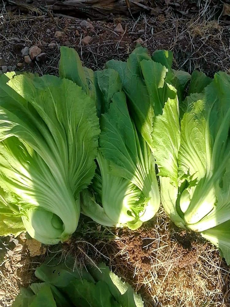 包心芥菜种子 高钙菜庭院阳台种菜籽盆栽四季播家庭春季蔬菜种籽