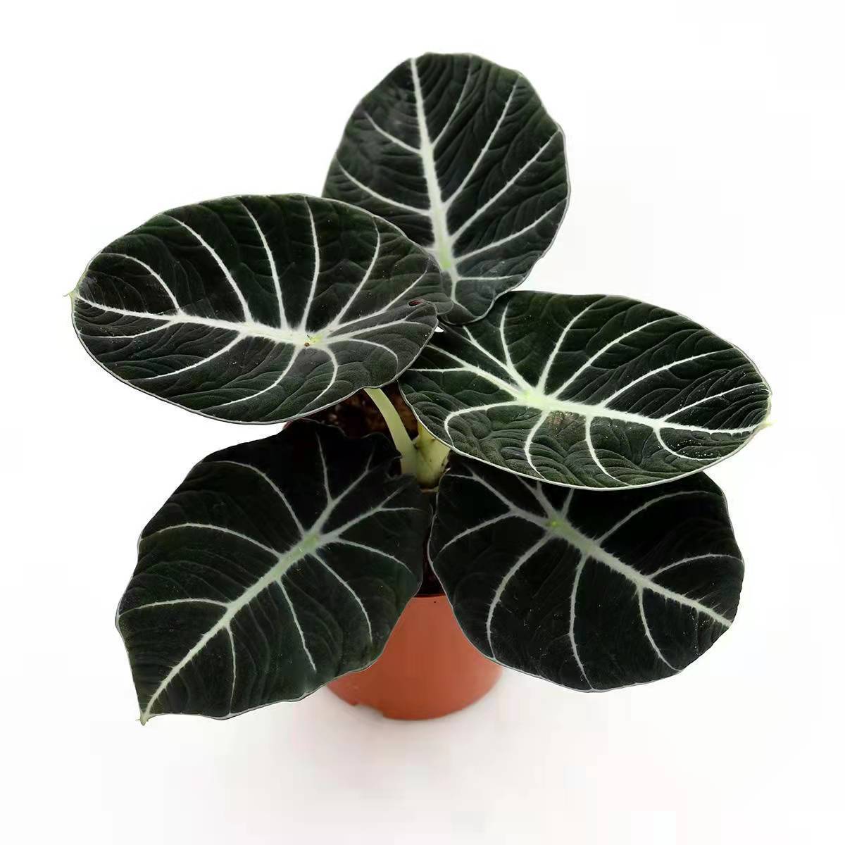 黑天鹅海芋天鹅绒竹芋绿天鹅竹芋室内盆栽绿植物北欧简约好养耐晒