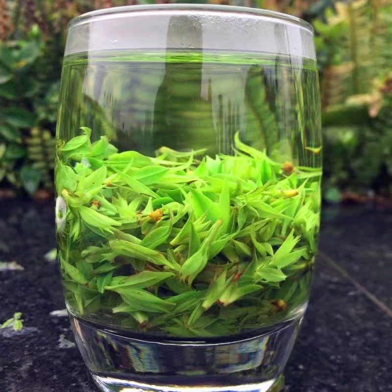 小叶苦丁茶2021新茶 青山绿水茶明前头采嫩芽四川峨眉山特产100g