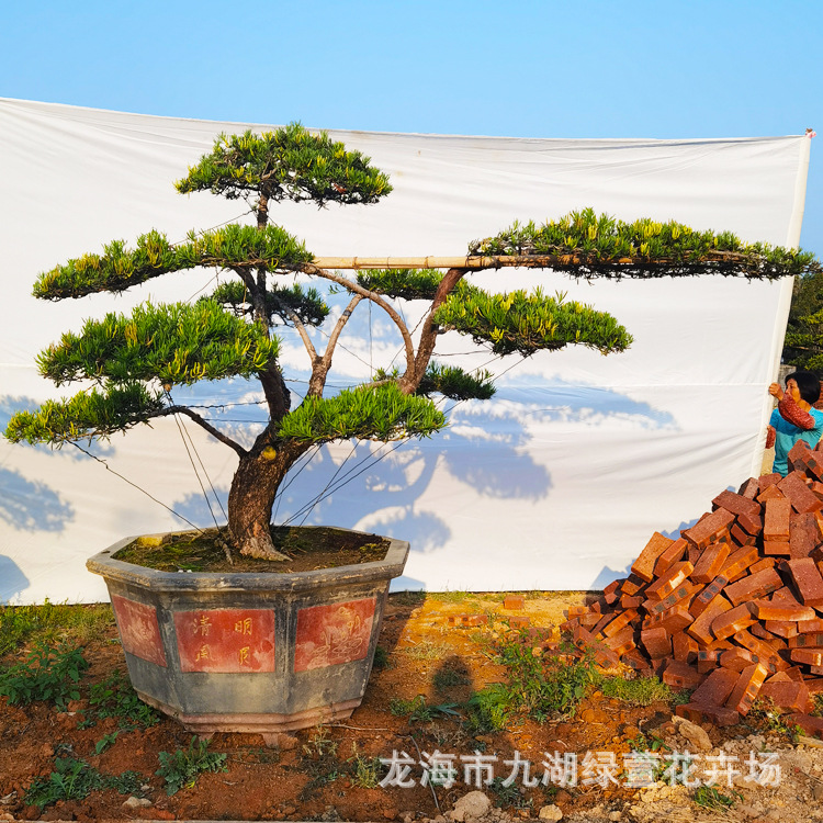 迎客松临水式造型罗汉松造型罗汉松湖南造型罗汉松树