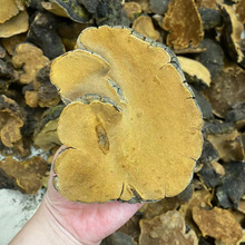 野生平盖灵芝树舌灵芝500g长白山天然野生青芝林芝新货干货可切片