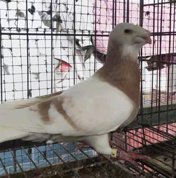 瓦色蛇头鸽白马头鸽养殖场瓦色马头鸽图片俄罗斯头型鸽养殖场