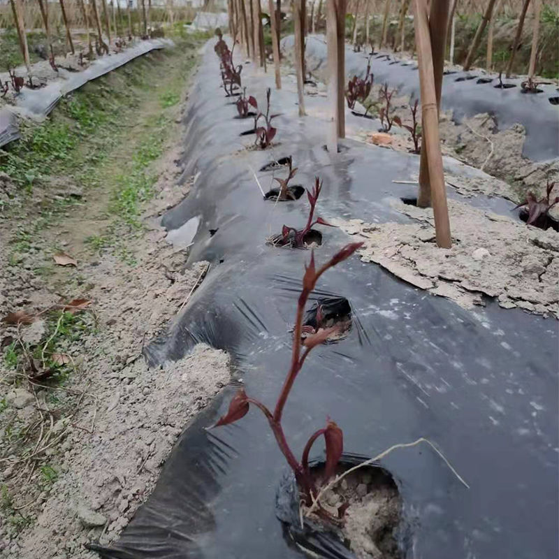 赣南紫山药脚板薯新鲜蔬菜紫大薯紫玉淮山种子铁棍怀山药种苗