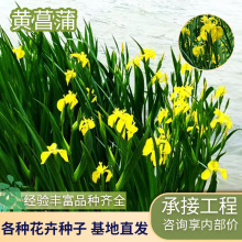 基地批发黄菖蒲 水生植物 河道绿化苗木 水生花卉植物黄菖蒲