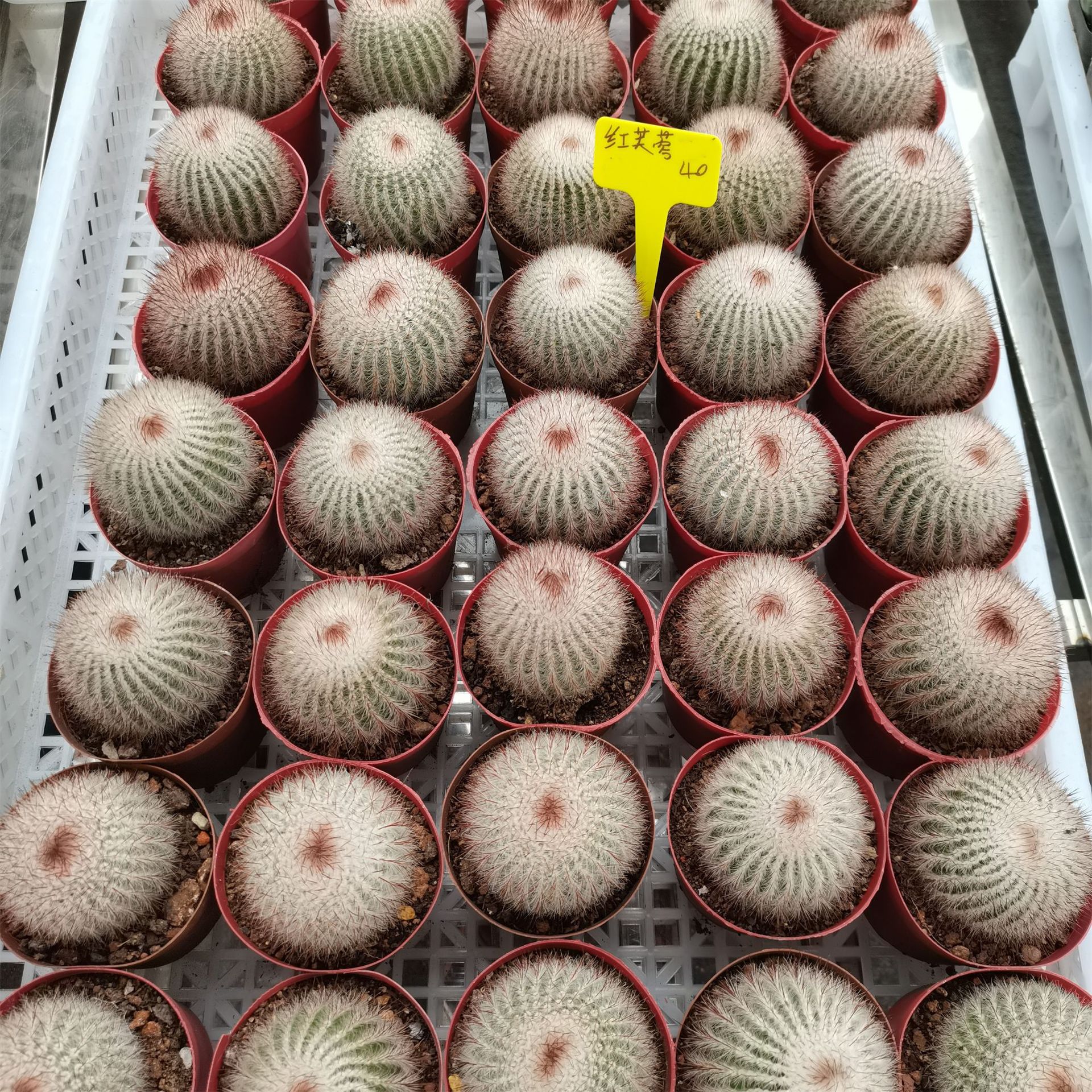 【基地直发】白芙蓉红芙蓉7-8cm仙人球批发 多肉植物批发-阿里巴巴