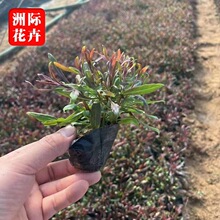 宿根花卉植物山桃草苗 庭院绿化绿化小区观赏植物山桃草盆栽批发