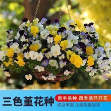 三色堇花种子食用小角堇冬天四季开花不断盆栽花籽室外猫儿脸花籽