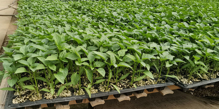 育苗盘穴盘蔬菜培育盘多肉苗木扦插育苗盒辣椒玉米西红柿育苗盘