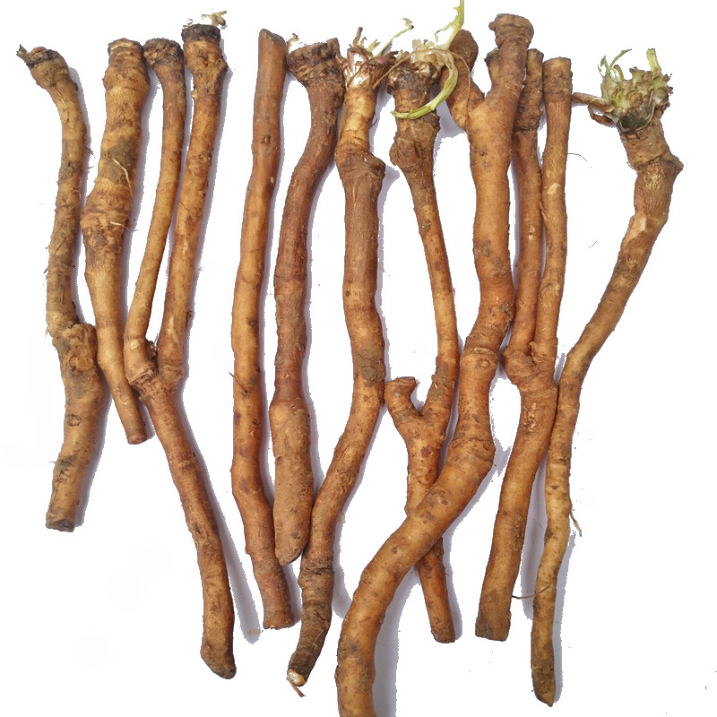 新鲜蒲公英根茶婆婆丁根种子苗纯山上挖黄花地丁食材500g药材包邮