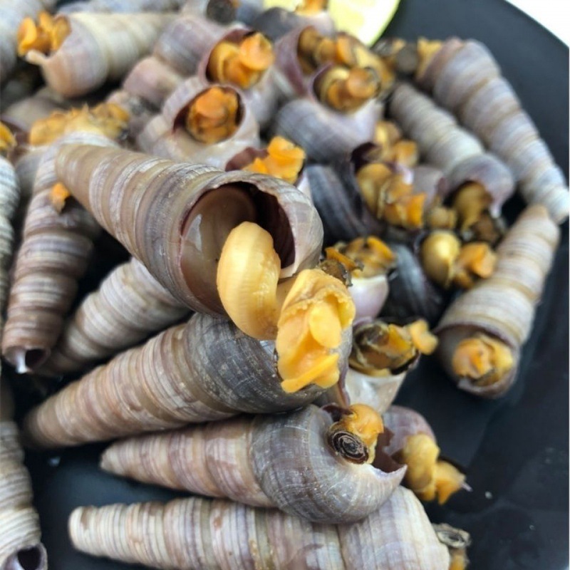 海螺鲜活顺丰钉螺去尾免处理新鲜丝野生钉螺海鲜水产丁螺一件代发