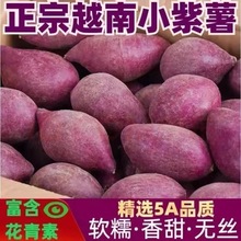 正宗越南进口小珍珠紫薯小紫薯粉面甜常一件代发